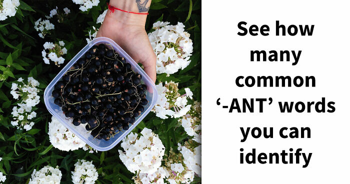 Prove Your Language IQ By Naming 18 Words From Everyday Life That All End In ‘-ANT’