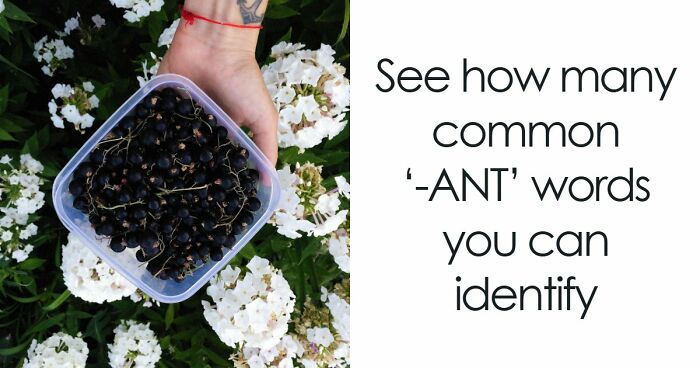 Prove Your Language IQ By Naming 18 Words From Everyday Life That All End In ‘-ANT’
