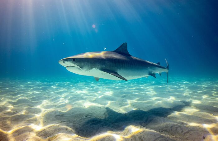 A majestic tiger shark swimming gracefully in clear, sunlit ocean water, embodying the extraordinary stories of the sea.
