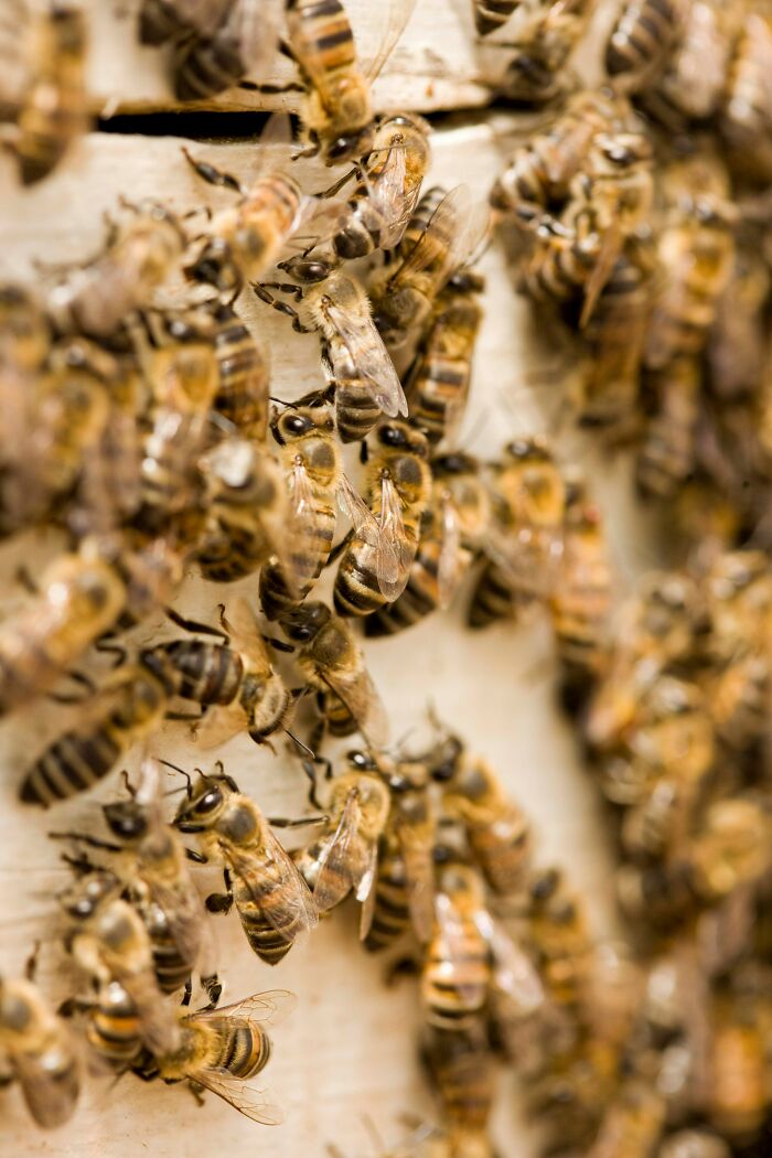 A swarm of bees on a surface, highlighting places that failed health inspections.
