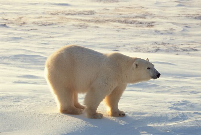 A polar bear standing on a snowy landscape, an interesting fact about wildlife.