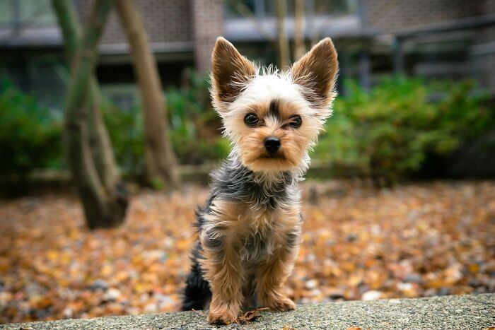 A small Yorkshire terrier puppy sitting outdoors, representing ways men were made aware they were being cheated on.