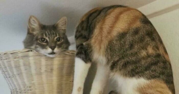 78 Real Life Optical Illusion That Will Leave Your Brain Shaken, Not Stirred