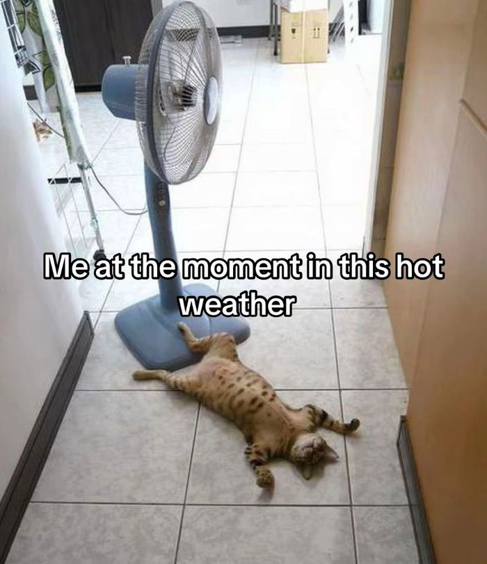 A cat lying on a tiled floor in front of a fan, looking exhausted from the hot weather. A funny meme about summer heat.
