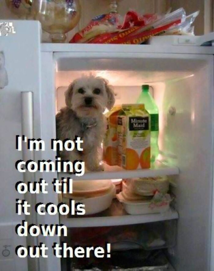 A small dog in a refrigerator, with text saying I'm not coming out till it cools down out there. A funny meme about summer heat.