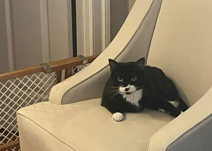 A black and white cat, similar to the lost cat, sitting calmly on a cream-colored chair.
