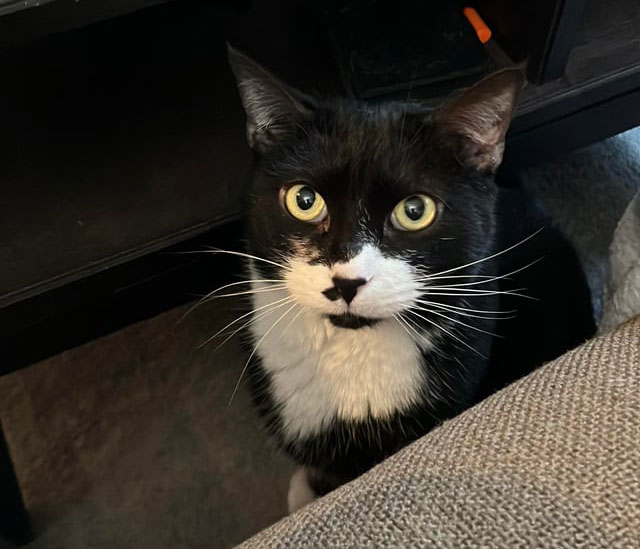 A black and white cat with bright green eyes looks up from under furniture after being lost by a house sitter.