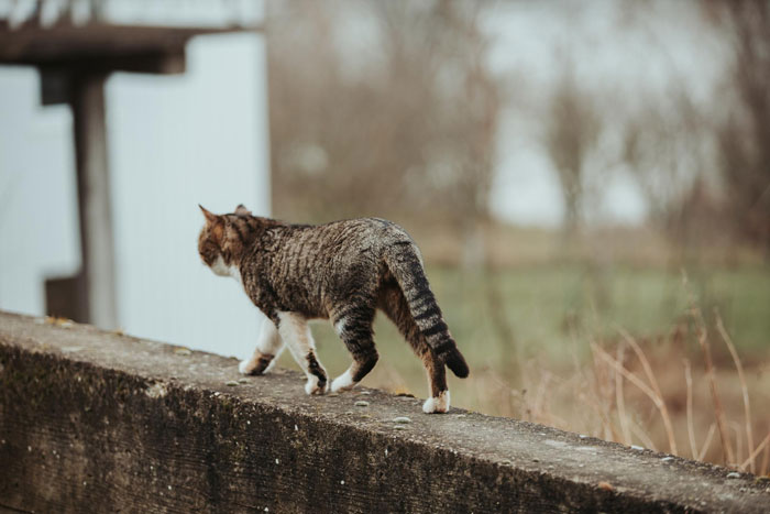 A lost cat walks along a concrete ledge with a blurry background.
