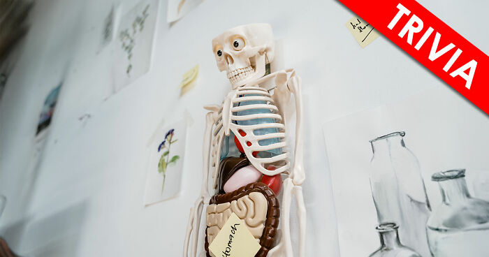 “Are You A Biology Buff?”: Prove It By Scoring 20/20 On This Human Body Quiz