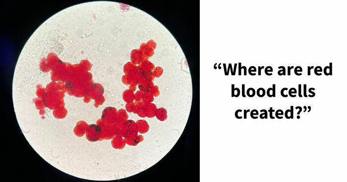 “Are You A Biology Buff?”: Prove It By Scoring 20/20 On This Human Body Quiz