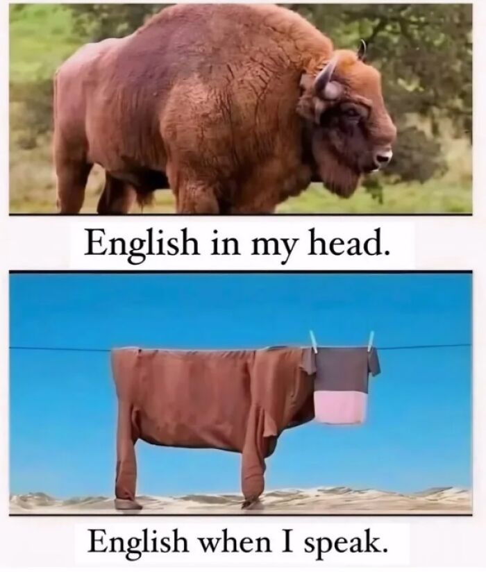 A meme showing a majestic bison above text English in my head and a humorous clothesline bison below, shared in 55 memes.
