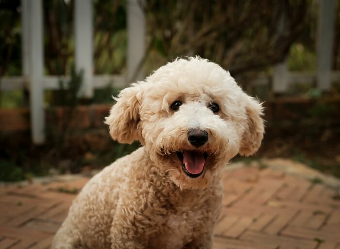 A happy poodle sits on a brick patio, an identical twin to a similar dog.