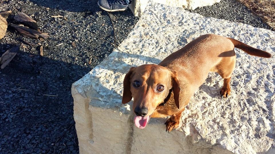 A small brown dog with its tongue out, standing on white rocks, central to a dog owner's nightmare. A small brown dog with its tongue out, standing on white rocks, central to a dog owner's nightmare.