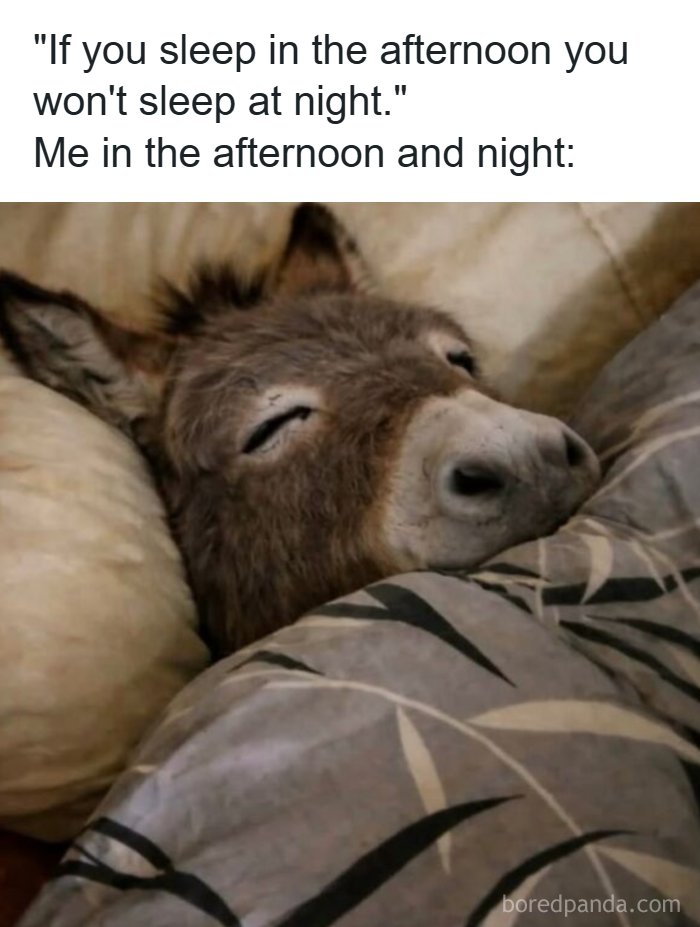Hilarious meme of a donkey sleeping soundly in bed, illustrating a relatable sleep pattern.
