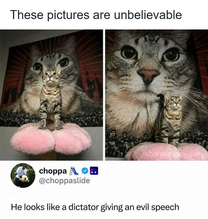 Hilarious memes: a cat standing on a pink mushroom, with a giant cat portrait as a backdrop, looking like a dictator.