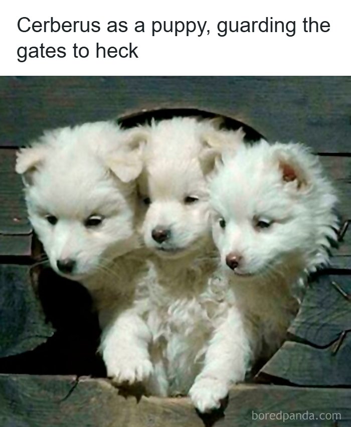 A mythology meme depicting Cerberus as a three-headed white puppy guarding a wooden fence hole.