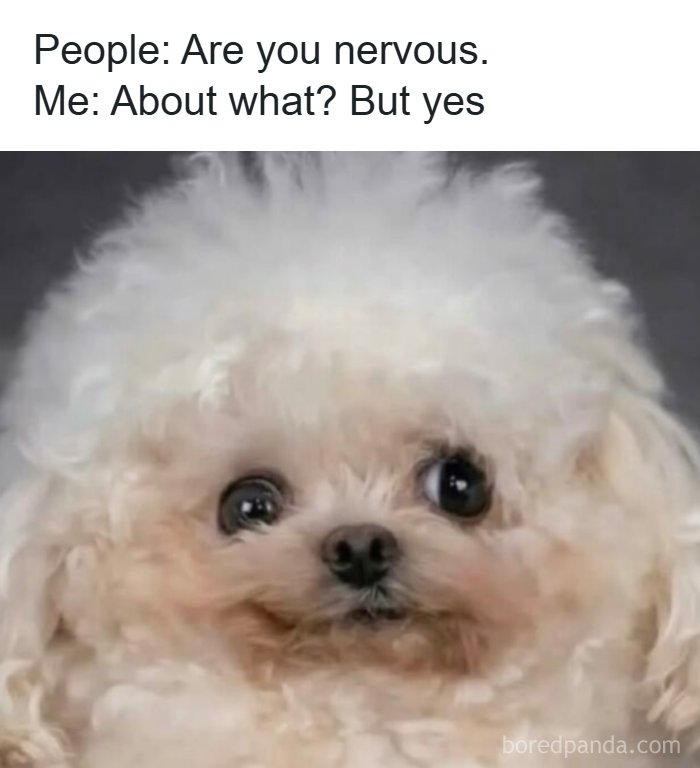 A fluffy white dog with wide eyes, representing a nervous yet relatable meme reaction.