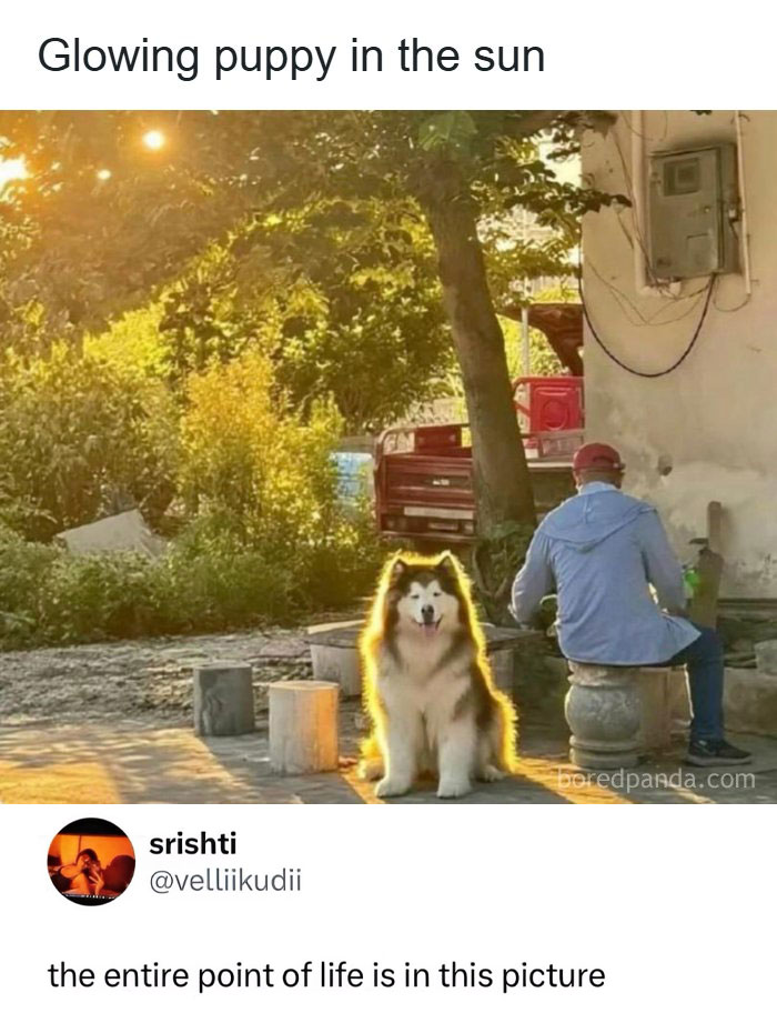 A glowing puppy in the sun with a man and child, evoking a sense of quick laugh and random memes.