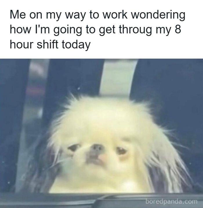 Hilarious meme of a fluffy dog looking sad in a car, relatable for going to work for an 8-hour shift.