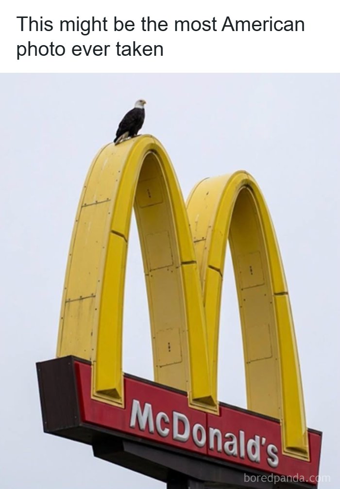 An American bald eagle perched on top of McDonald's golden arches, highlighting a ridiculous post.