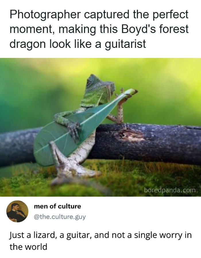 A random meme of a forest dragon lizard holding a leaf like a guitar, making people laugh.