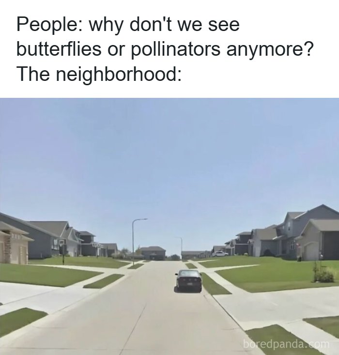 A quiet suburban street with houses and a car, illustrating the impact on pollinators and consumerism's environmental cost.