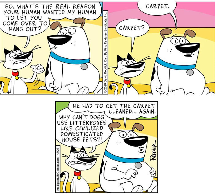 A comic strip by cartoonist David Reddick featuring a cat and a dog discussing humans cleaning carpets and pets using litter boxes.