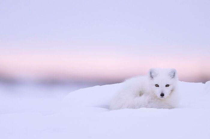 Mesmerizing wildlife moments by this award-winning photographer capture a white arctic fox in a snowy landscape.