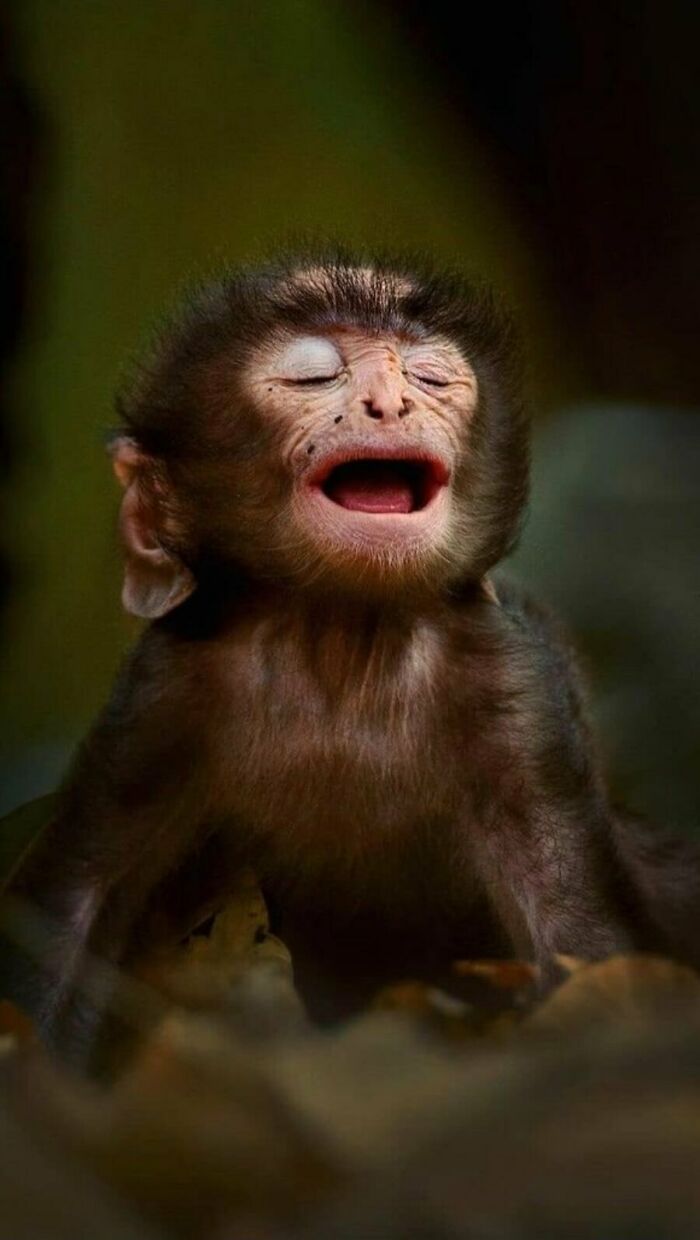 A baby monkey with eyes closed and mouth open in a joyful expression, a mesmerizing wildlife moment captured by a photographer.