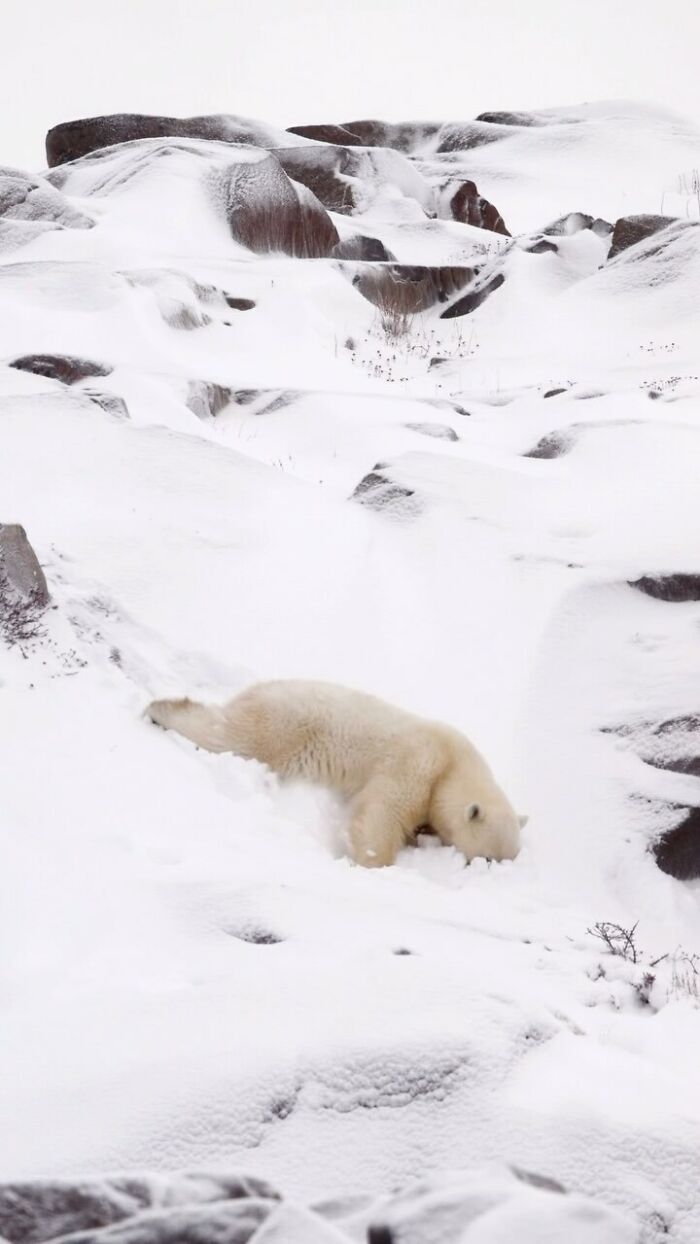 A polar bear lies in the snow, surrounded by snow-covered rocks, a mesmerizing wildlife moment by an award-winning photographer.