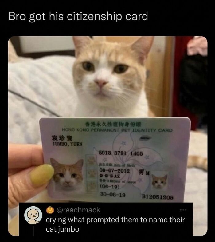 Soft cat meme featuring a cat holding a Hong Kong permanent pet identity card, looking cute and funny.
