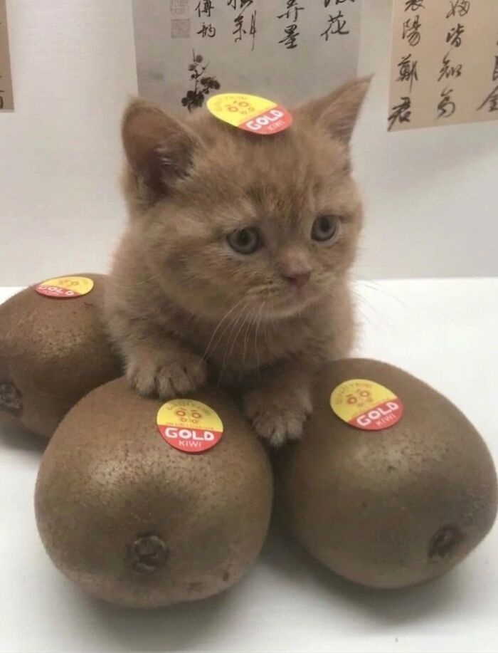 An adorable kitten with large eyes posing on three kiwis, creating a soft cat meme.