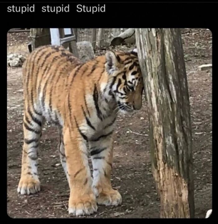 A tiger looking sad with its head against a tree, depicting a soft cat meme of disappointment.