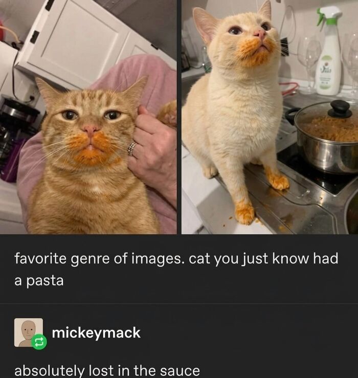 Two humorous soft cat memes showing ginger cats with messy faces from eating pasta sauce.