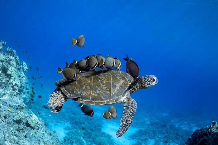 Underwater color photos from reFocus contest, showing a sea turtle swimming with several fish on its shell.