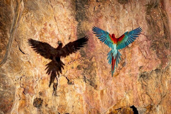Remarkable color photo of a colorful parrot in flight against a rock face with its shadow.