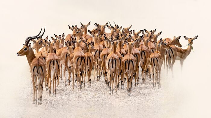 Dynamic color photos from reFocus contest, capturing a large herd of impalas running through dust.