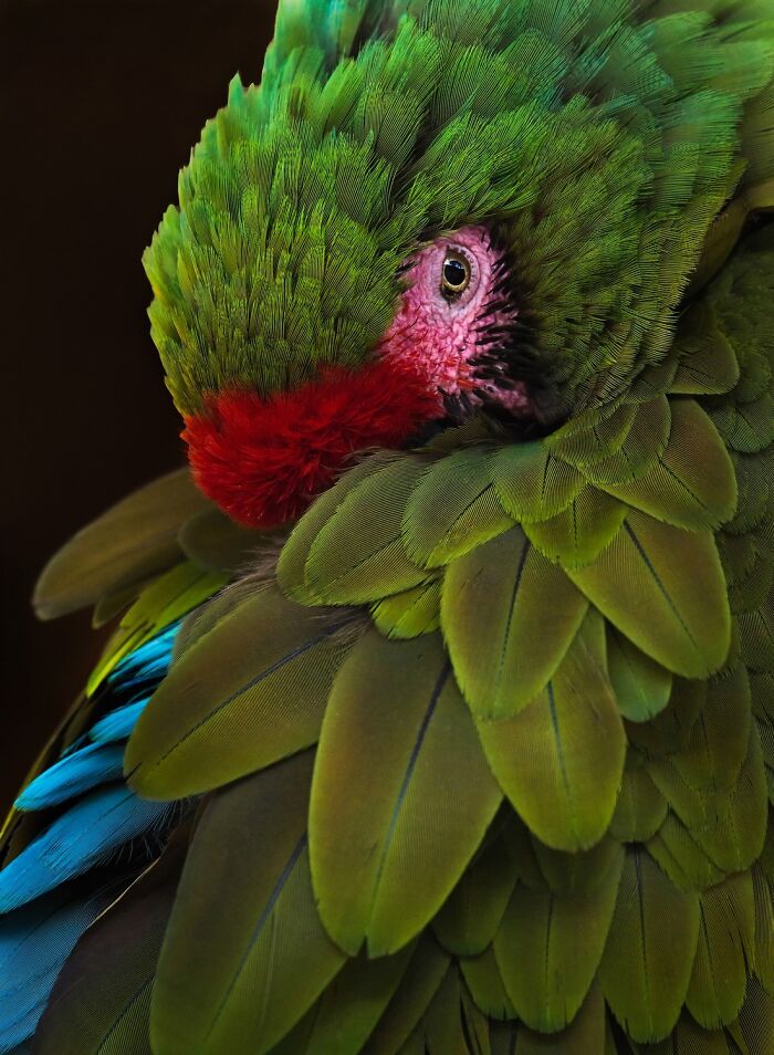 Domestic Animals Category, Silver: "Bashful" By Shawna Hinkel