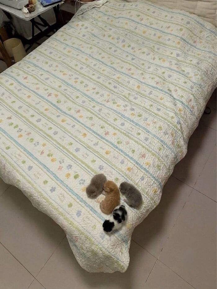 Five adorable newborn kittens, a soft cat meme, sleeping on a large, patterned bedspread.