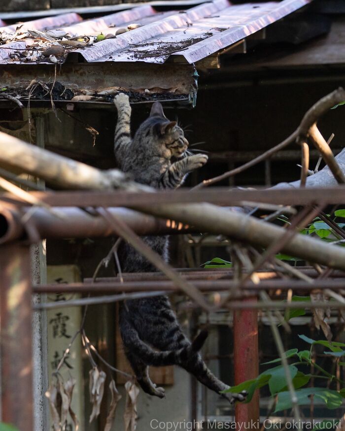 A tabby street cat dangles from a rusty roof, showcasing the agile and chaotic nature of feline life.