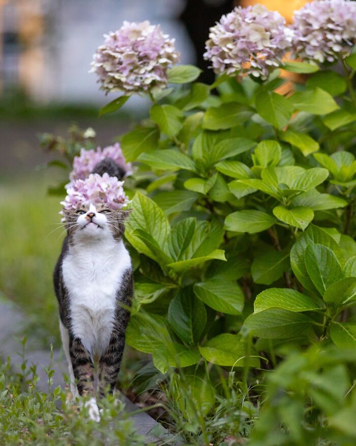 A street cat stands next to a hydrangea bush with flowers on its head, perfectly capturing the chaos of feline life.