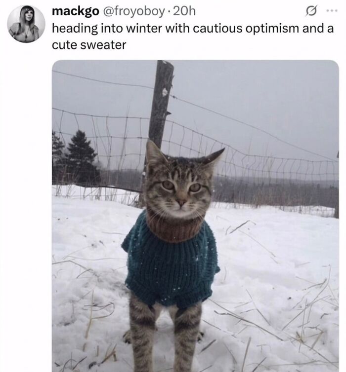 A fluffy cat wearing a blue sweater, standing in the snow, a soft cat meme, in a winter scene.