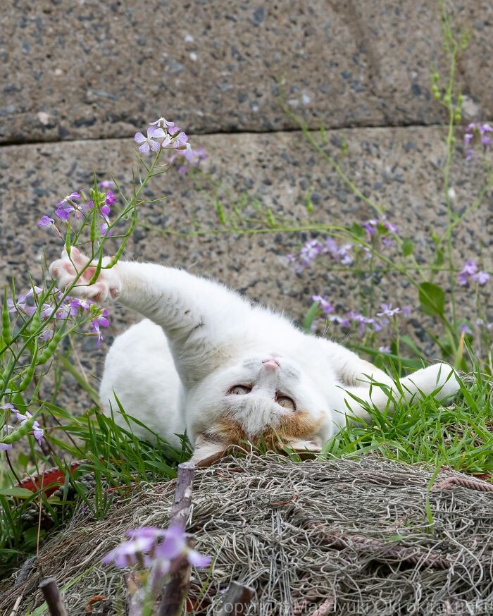 A white and orange street cat lies on its back in grass with purple flowers, capturing feline life.