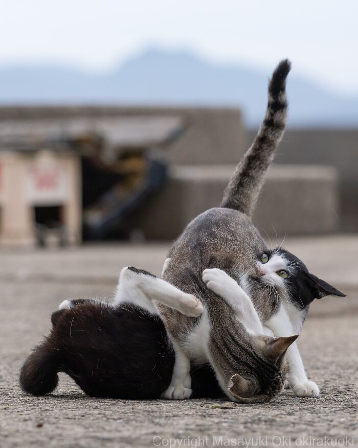 Two street cats wrestle on a paved surface, embodying the chaos of feline life.