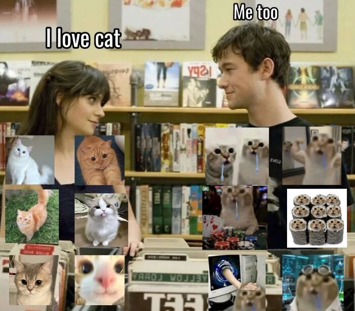 A collage of various cute and funny soft cat memes, including cats with funny expressions and sushi cats.