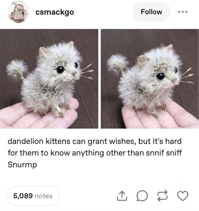 Two tiny dandelion kittens, a soft cat meme, held in a person's palm, with fluffy white bodies and dark eyes.