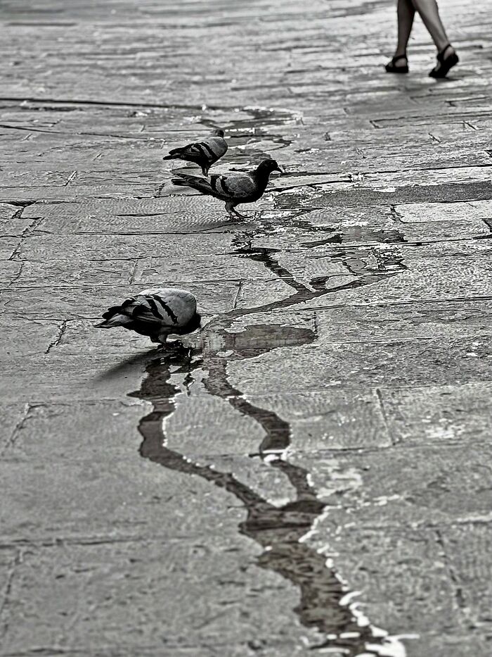 A photographer captures perfectly timed coincidences in Barcelona: pigeons walking on a wet, paved street.