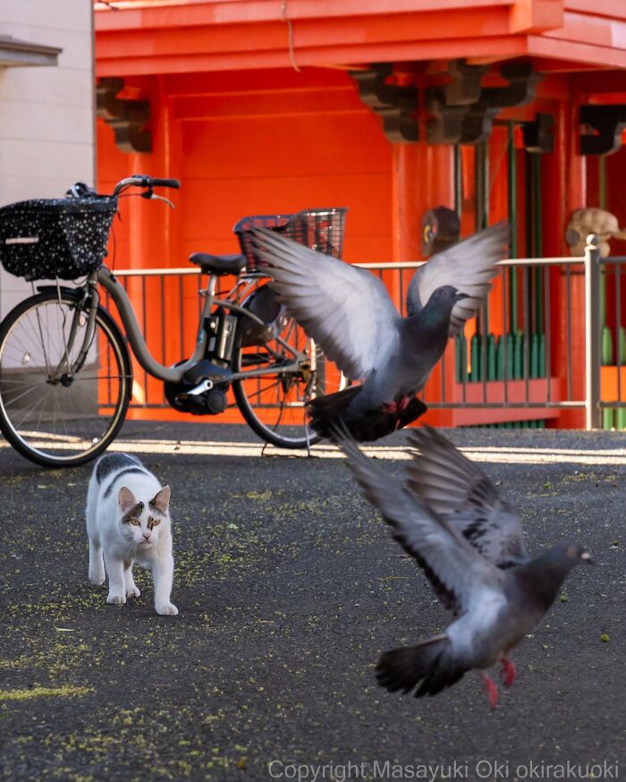 A street cat watches two pigeons take flight in front of a red building and bicycle, capturing feline life.
