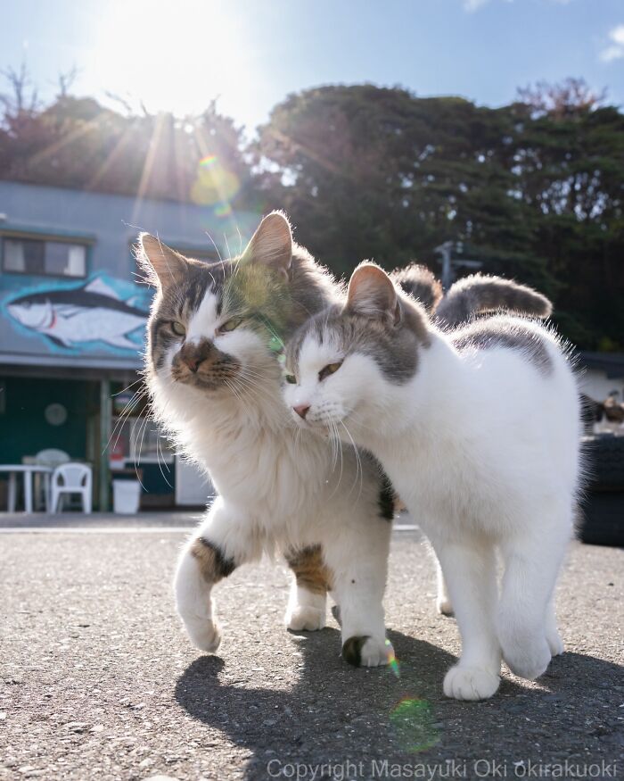 Two street cats, one calico and one white with grey, walk closely on pavement in sunlight, capturing feline life.