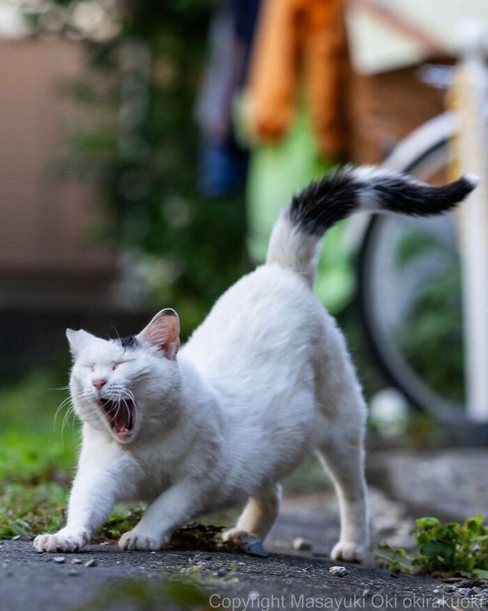 A white and black street cat yawns widely while stretching, perfectly capturing the chaos of feline life.